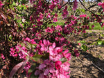 Cider from the Garden of England