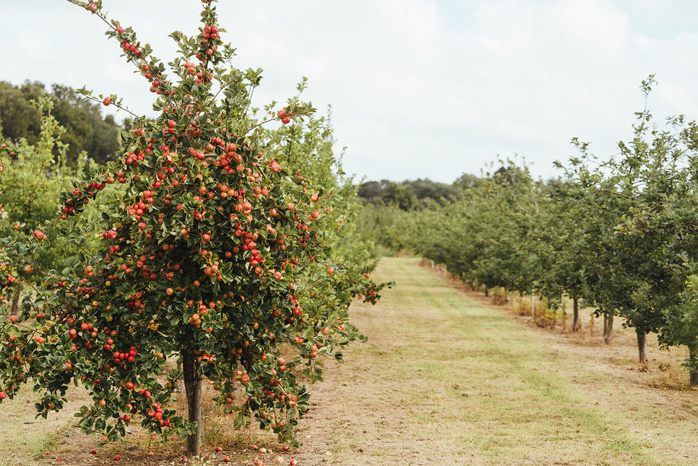 Kentish Pip Cider Tour and Tasting 2026 - Visit Link to Book