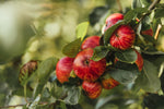 Red apples, nestled in branches in the orchards
